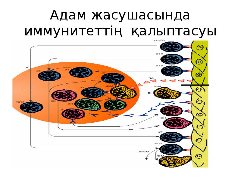 Иммунитет ж?не оны? т?рлері слайд