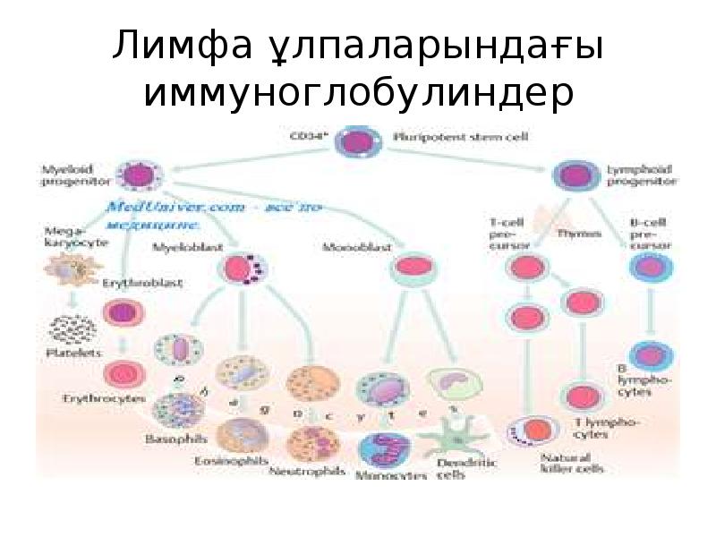 Иммунитет ж?не оны? т?рлері слайд