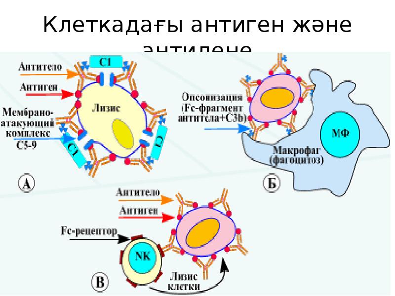 Иммунитет ж?не оны? т?рлері слайд