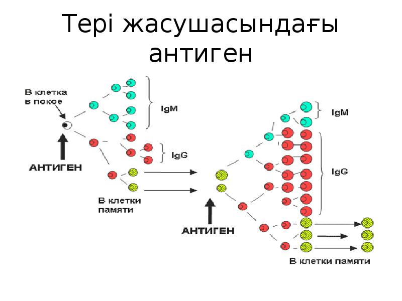 Иммунитет туралы слайд ?аза?ша