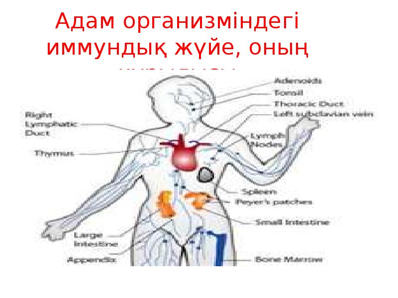 Иммунитет туралы слайд ?аза?ша