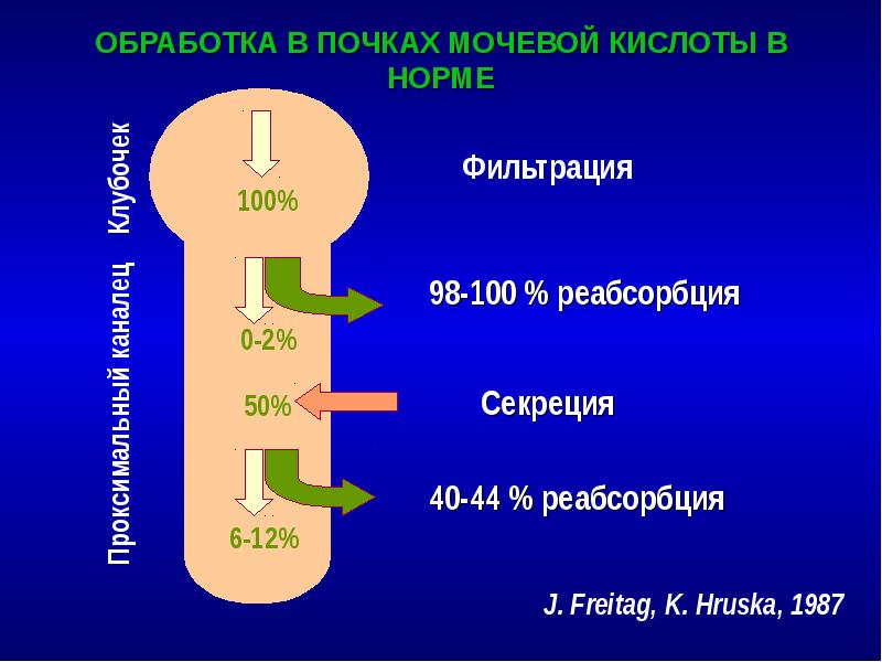 ОБРАБОТКА В ПОЧКАХ МОЧЕВОЙ КИСЛОТЫ В НОРМЕ