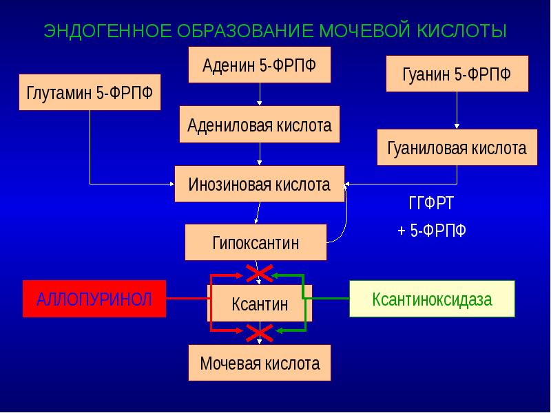 ЭНДОГЕННОЕ ОБРАЗОВАНИЕ МОЧЕВОЙ КИСЛОТЫ