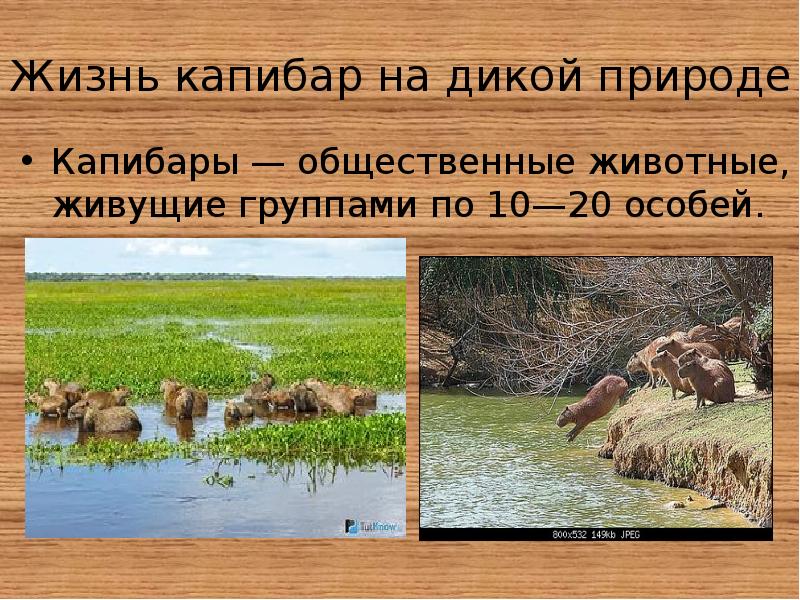Жизнь капибар на дикой природе
Капибары — общественные животные, живущие группами по Жизнь капибар на дикой природе
Капибары — общественные животные, живущие группами по