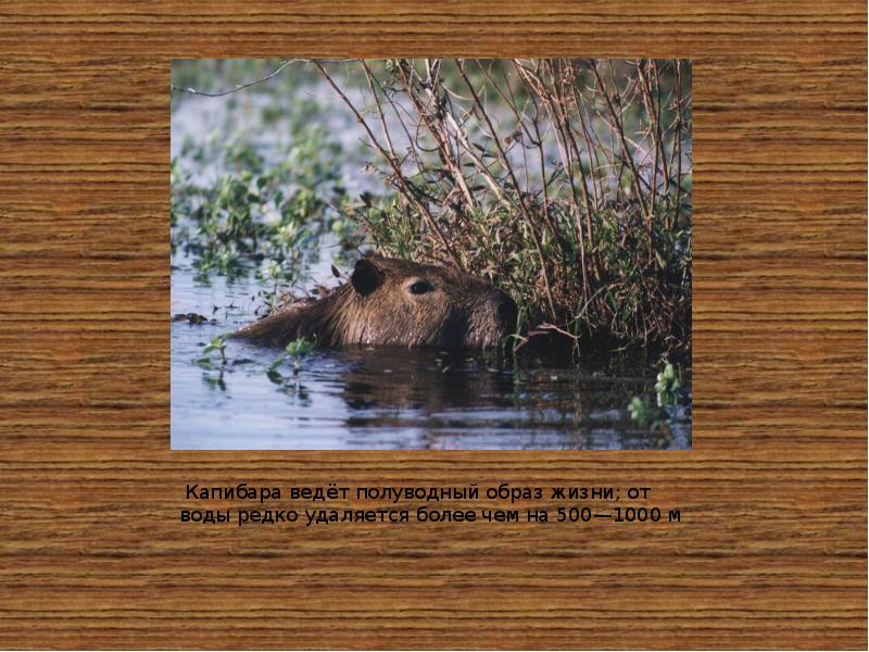 Капибара ведёт полуводный образ жизни; от воды редко удаляется более чем Капибара ведёт полуводный образ жизни; от воды редко удаляется более чем