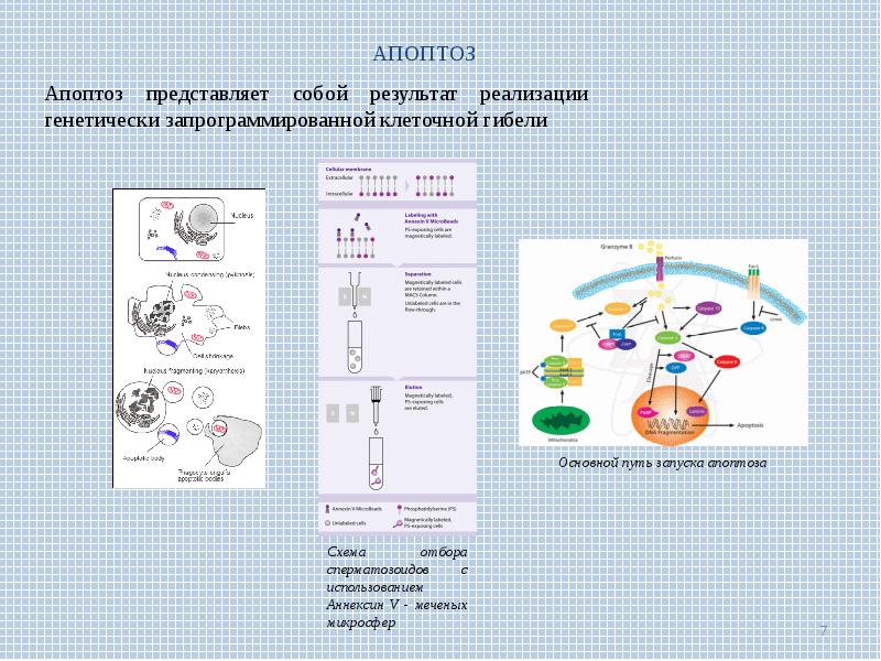 Фрагментация днк. Методы диагностики апоптоза. Расшифровка фрагментации ДНК. Фрагментация ДНК апоптоз сперматозоидов. Схема ДНК по спермограмме.