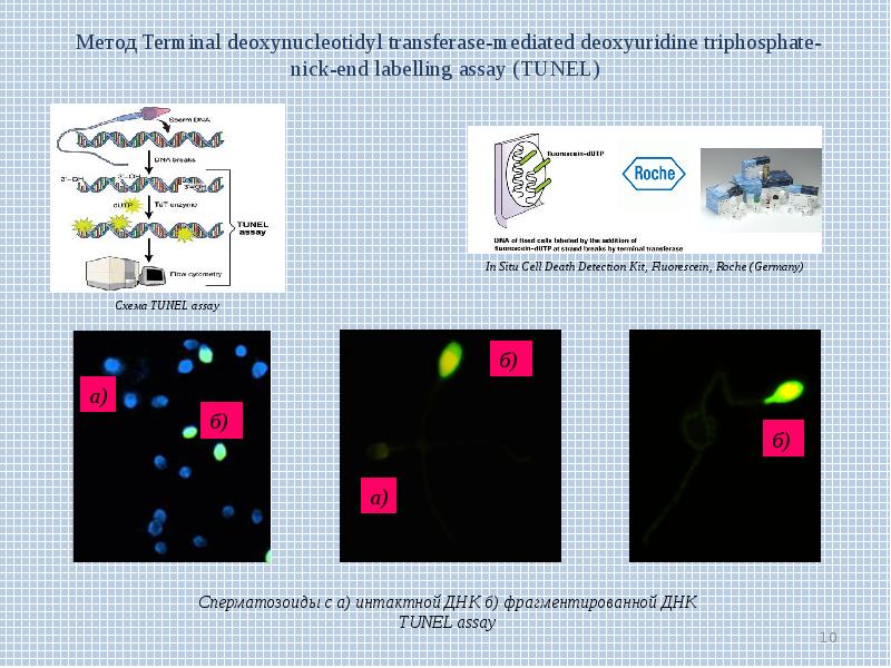 Фрагментация днк. Фрагментация ДНК сперматозоидов (метод tunel).