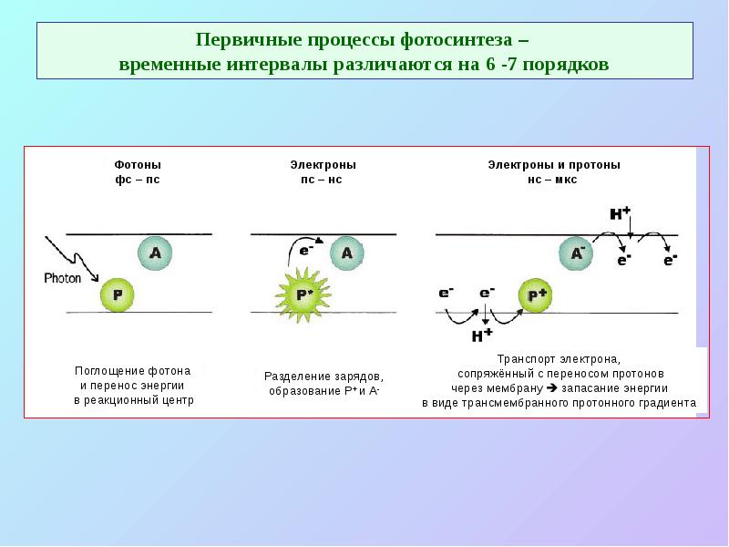 Первичные процессы фотосинтеза –  временные интервалы различаются на 6 -7
