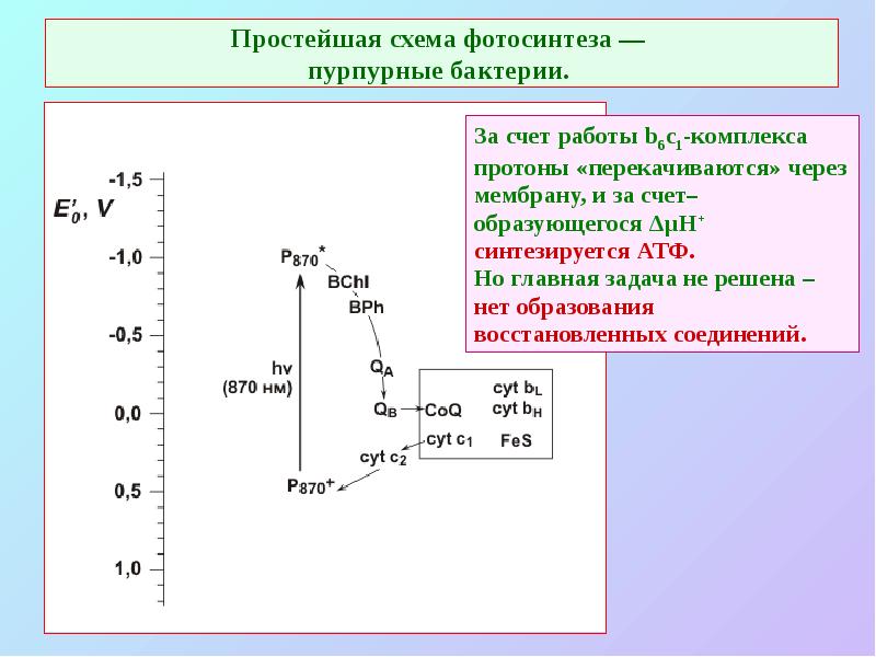 Простейшая схема фотосинтеза —  пурпурные бактерии.