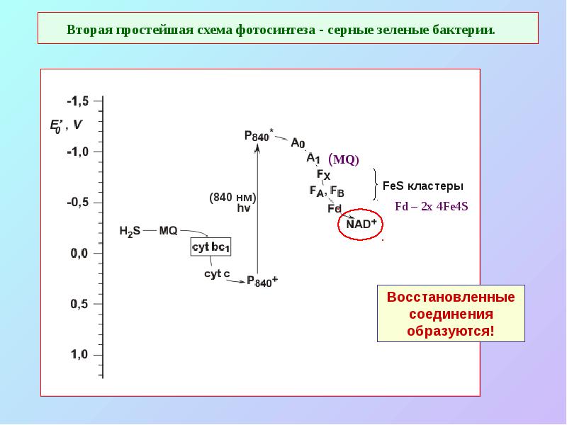 Вторая простейшая схема фотосинтеза - серные зеленые бактерии.
