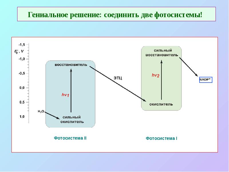 Гениальное решение: соединить две фотосистемы!