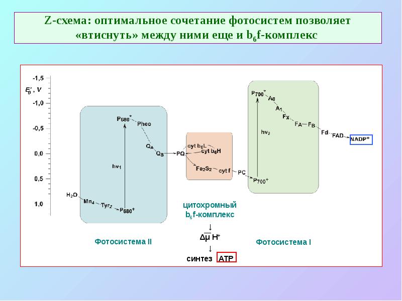 Z-схема: оптимальное сочетание фотосистем позволяет «втиснуть» между ними еще и b6f-комплекс
