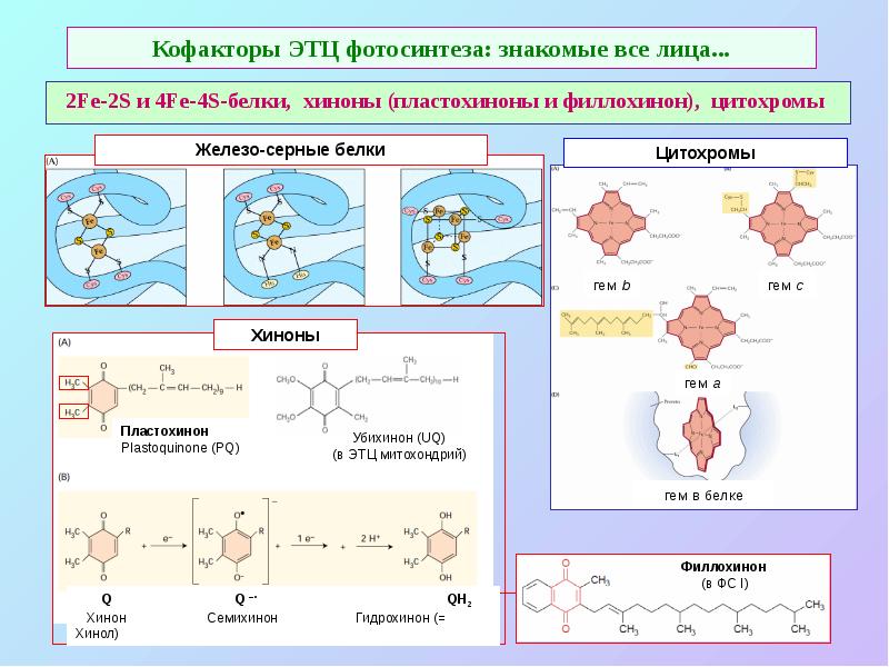 Кофакторы ЭТЦ фотосинтеза: знакомые все лица...  2Fe-2S и 4Fe-4S-белки, хиноны