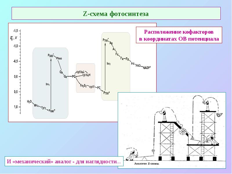 Z-схема фотосинтеза