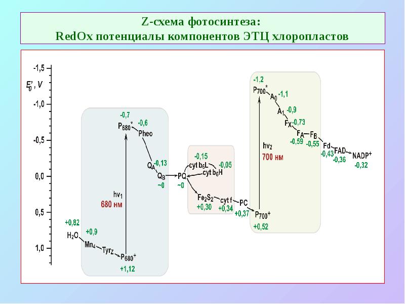 Z-схема фотосинтеза:  RedOx потенциалы компонентов ЭТЦ хлоропластов