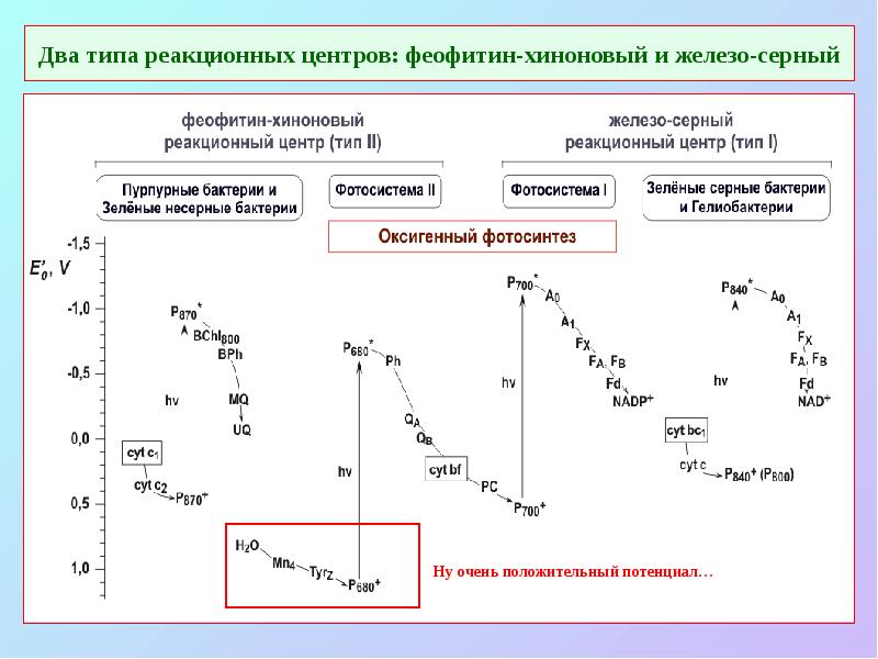 Два типа реакционных центров: феофитин-хиноновый и железо-серный