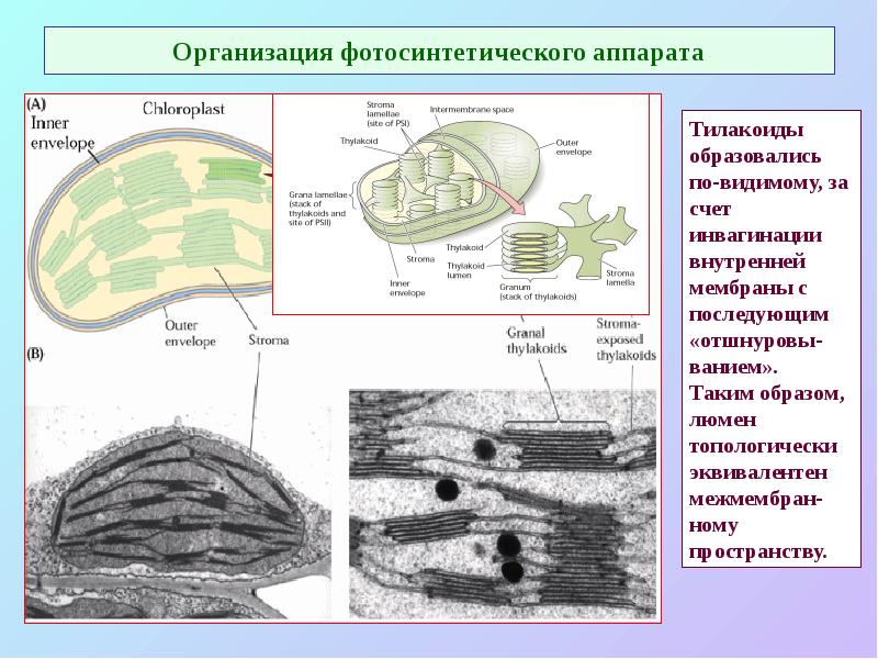 Организация фотосинтетического аппарата