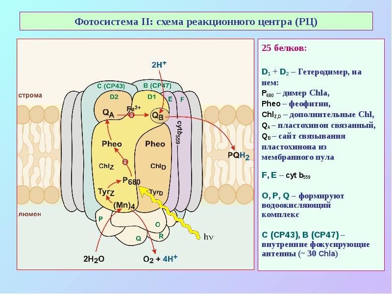 Фазы фотосинтеза схема