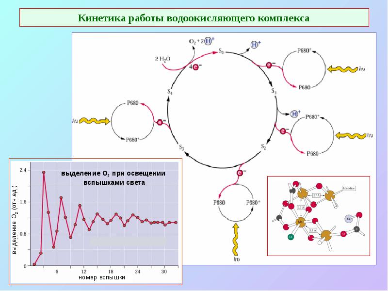 Кинетика работы водоокисляющего комплекса