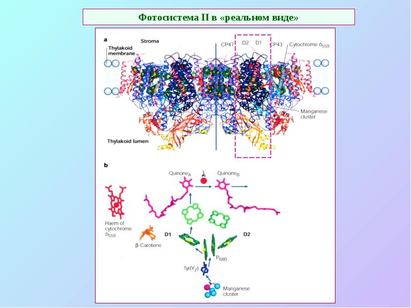 Фотосистема II в «реальном виде»