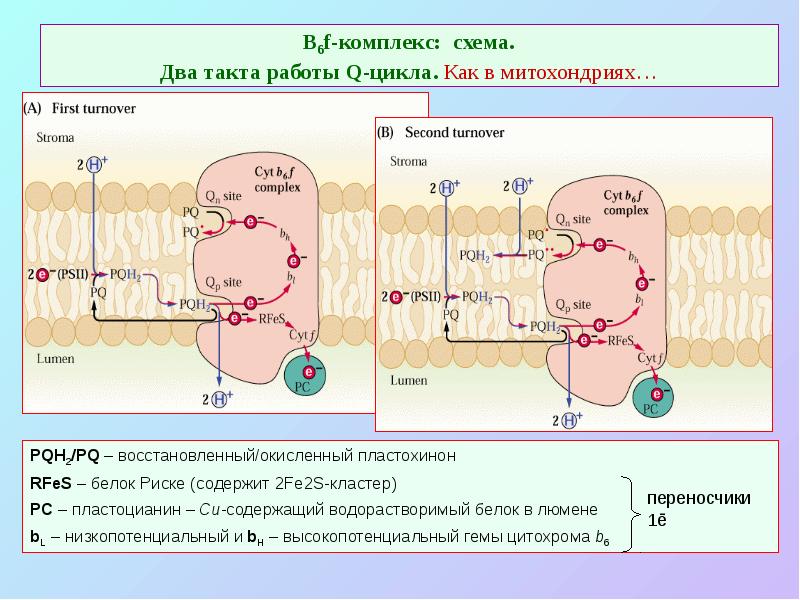В6f-комплекс: схема. Два такта работы Q-цикла. Как в митохондриях…