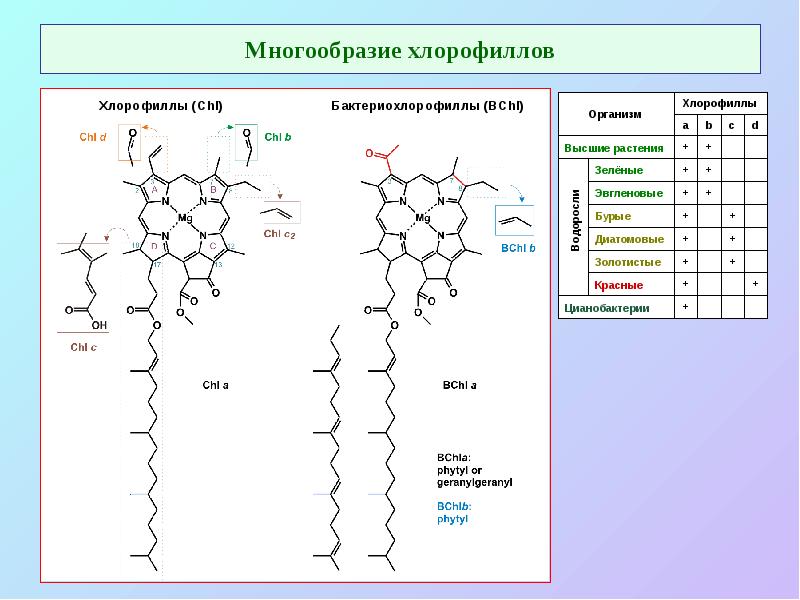 Многообразие хлорофиллов