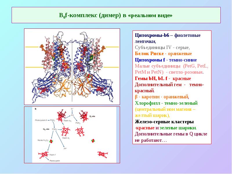 В6f-комплекс (димер) в «реальном виде»
