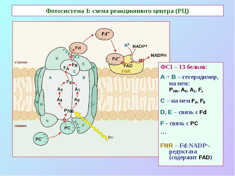 Фотосистема I: схема реакционного центра (РЦ) ФСI – 13 белков: А
