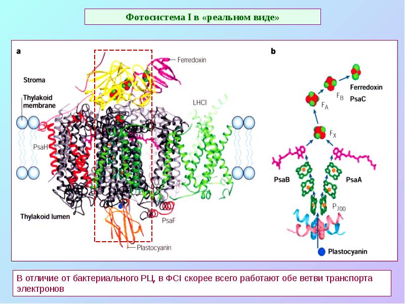 Фотосистема I в «реальном виде»