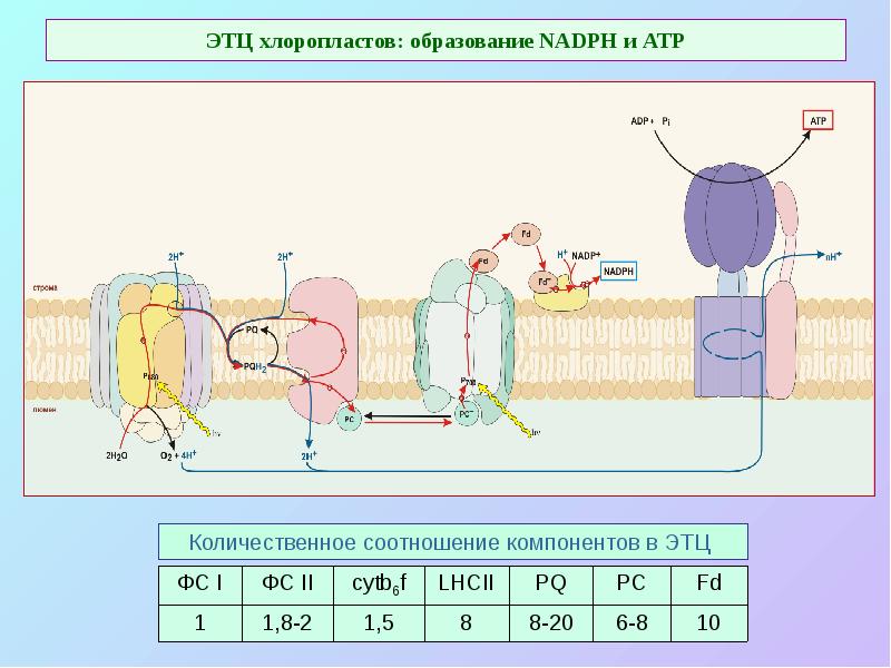 ЭТЦ хлоропластов: образование NADPH и ATP