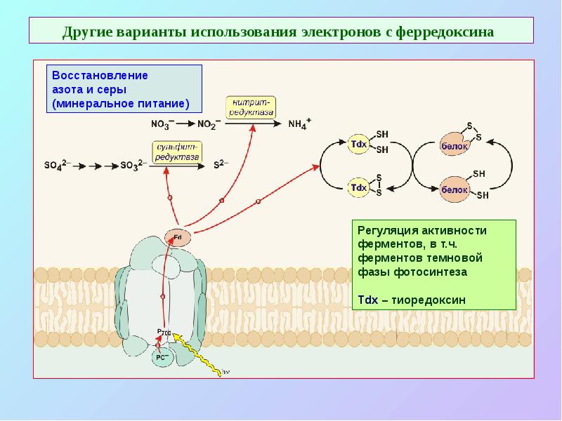Другие варианты использования электронов с ферредоксина