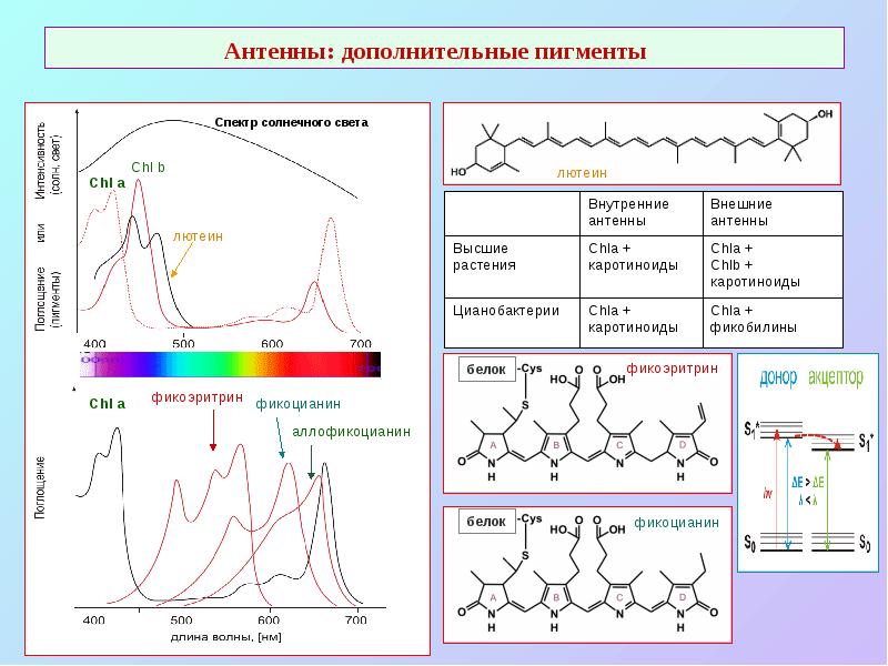 Антенны: дополнительные пигменты