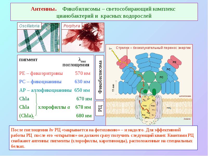 Антенны.  Фикобилисомы – светособирающий комплекс цианобактерий и красных водорослей