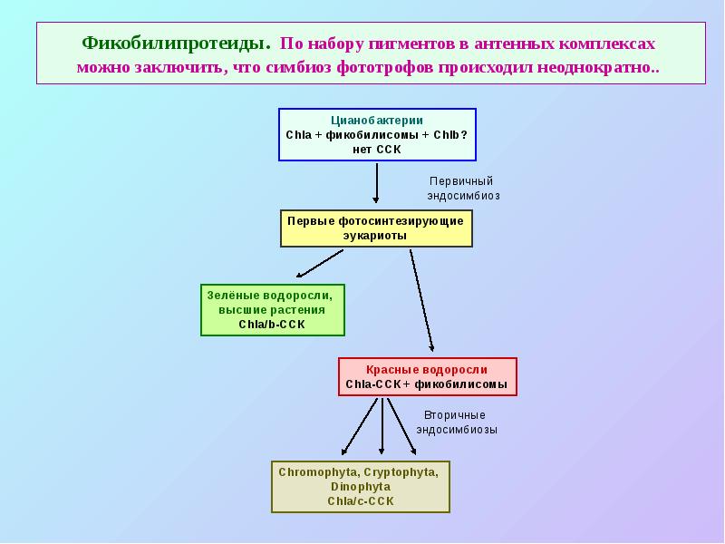 Фикобилипротеиды. По набору пигментов в антенных комплексах  можно заключить, что