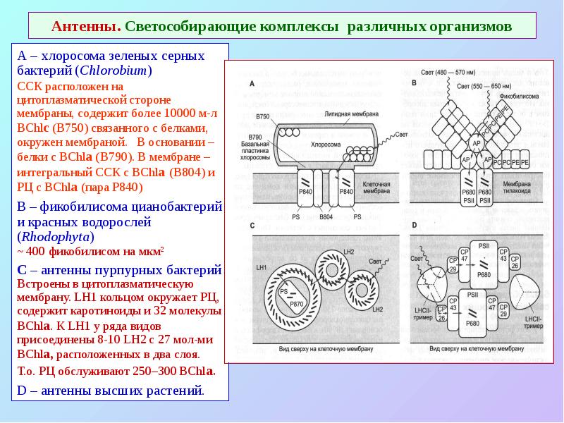 Антенны. Светособирающие комплексы различных организмов