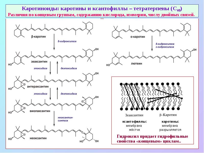 Каротиноиды: каротины и ксантофиллы – тетратерпены (С40) Различия по концевым группам,