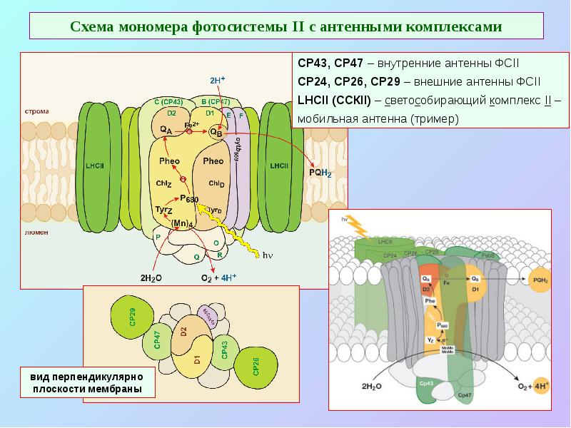 Схема мономера фотосистемы II с антенными комплексами