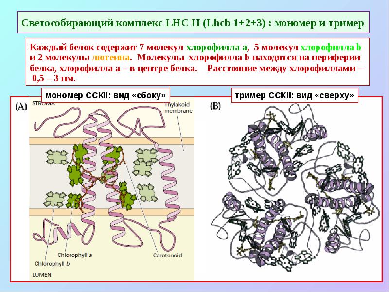 Светособирающий комплекс LHC II (Lhcb 1+2+3) : мономер и тример