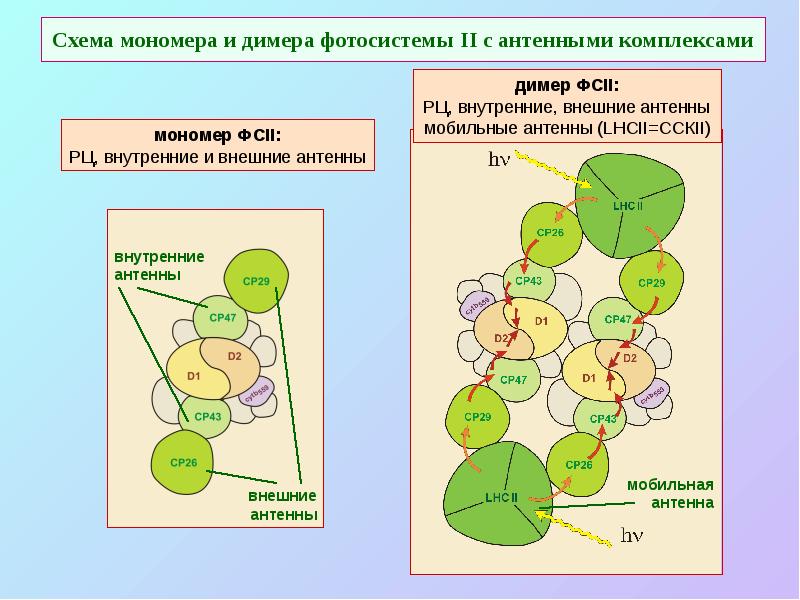Схема мономера и димера фотосистемы II с антенными комплексами