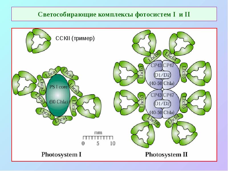 Светособирающие комплексы фотосистем I и II