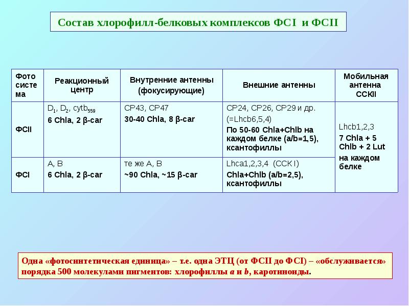 Состав хлорофилл-белковых комплексов ФСI и ФСII