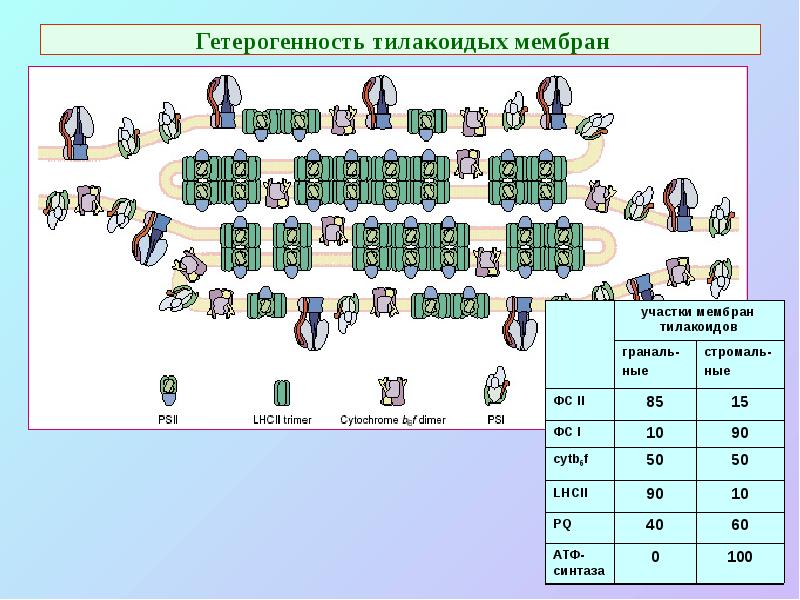 Гетерогенность тилакоидых мембран