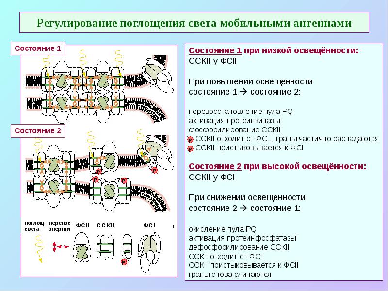 Регулирование поглощения света мобильными антеннами