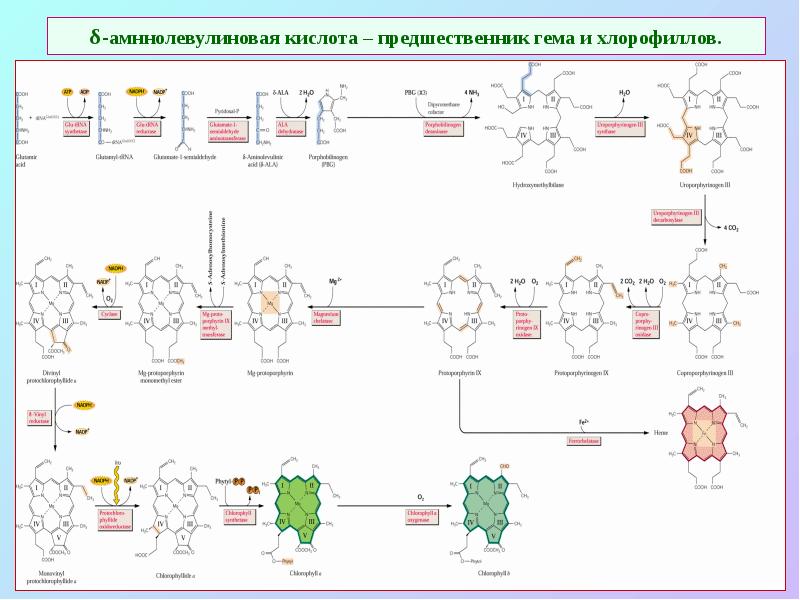 δ-амннолевулиновая кислота – предшественник гема и хлорофиллов.