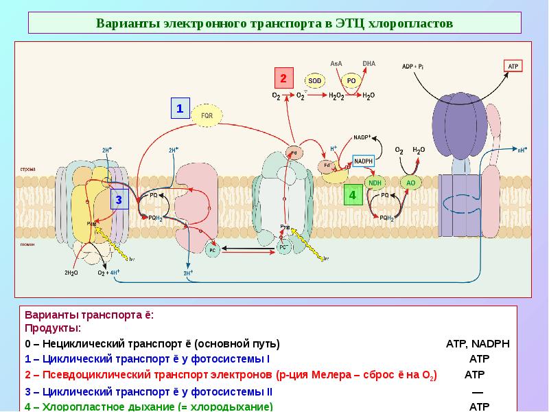 Варианты электронного транспорта в ЭТЦ хлоропластов