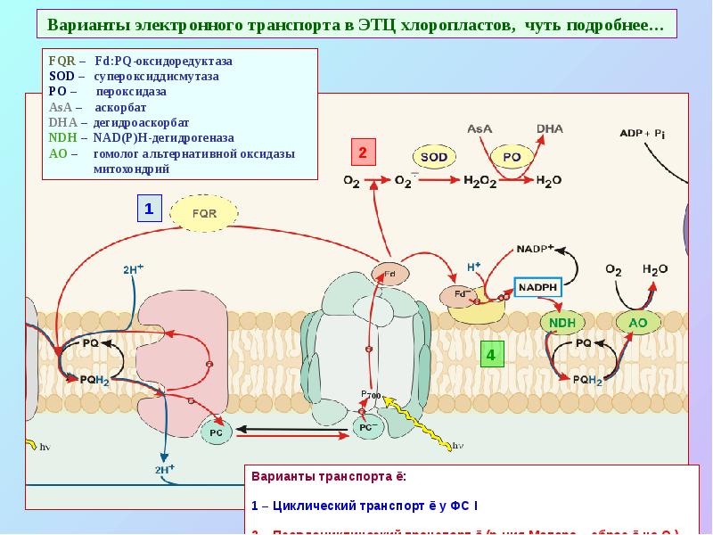 Варианты электронного транспорта в ЭТЦ хлоропластов, чуть подробнее…