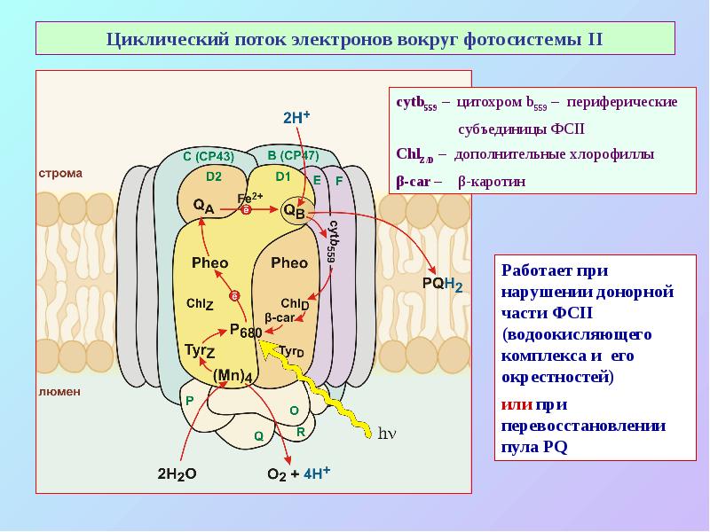Циклический поток электронов вокруг фотосистемы II