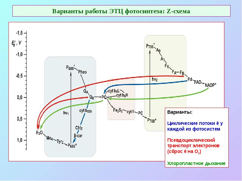 Варианты работы ЭТЦ фотосинтеза: Z-схема