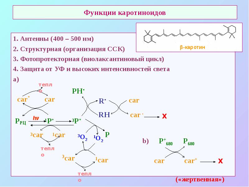 Функции каротиноидов 1. Антенны (400 – 500 нм) 2. Структурная (организация