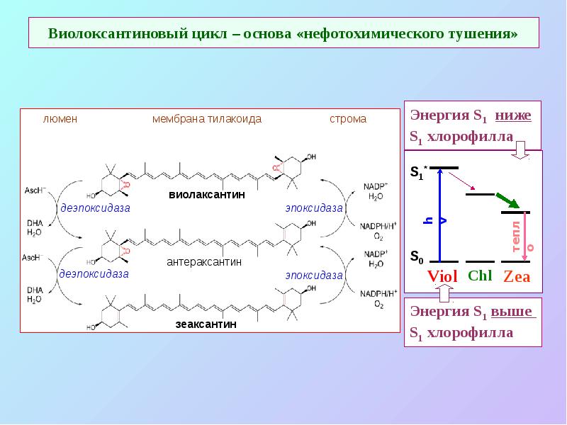 Виолоксантиновый цикл – основа «нефотохимического тушения»